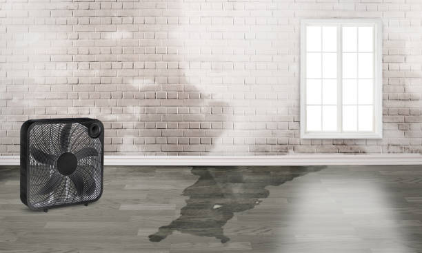 Best Water damage restoration near me  in Chatham, IL